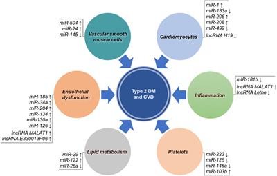 diabetes mellitus hmga1